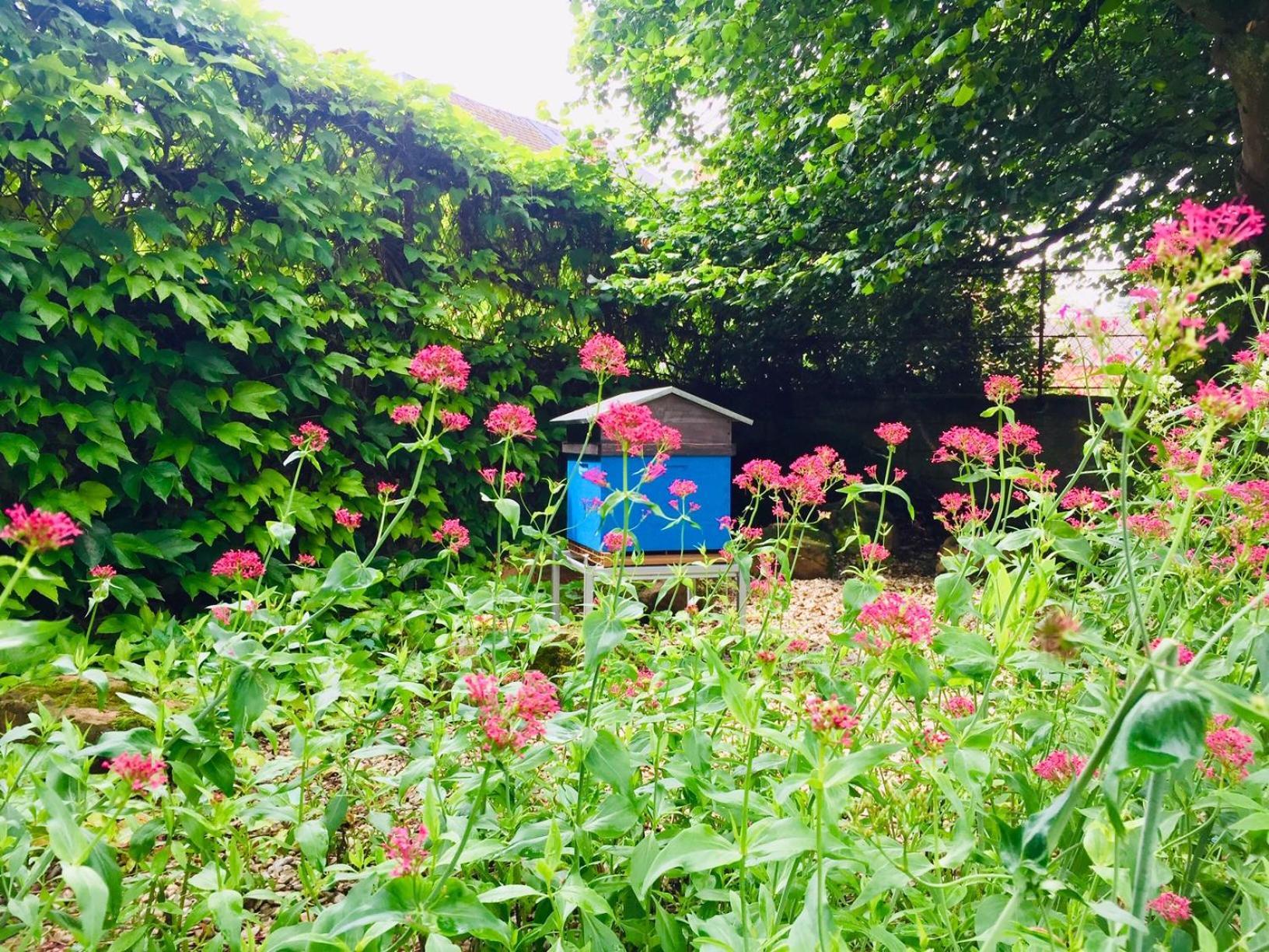 Aubepine Bed & Breakfast Sains-du-Nord Dış mekan fotoğraf